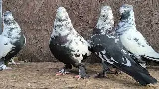 Сочи