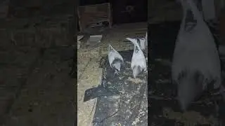 #kabutar #kabutarandekabdetehain #pigeon #kabootar #pigeonlover #birds #youtubeshorts #trend #raise