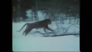 Siberian Tiger vs Wolves