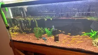 Overstocked 55 gallon- 100&rsquo;s of fish