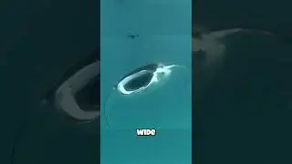Manta Rays: They Eat with a GIANT Sieve?! Their Feeding Habits Revealed!