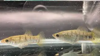 Lendlers - Limia tridens x Endlerguppy hybrids pt. 2 