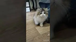 #kittens #cutepets #cute #exotic #cattery #adorable #awesome #sweetpets #super