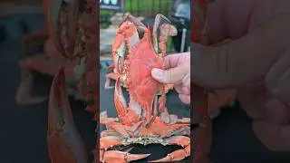 How to eat Blue Crab