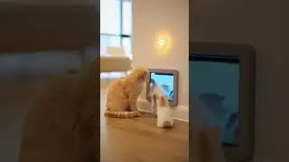 Genius Mom Cat Solves Smart Door Like a Pro Amazing Trick Revealed #cat #smartdoor #pets