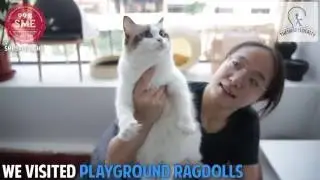Meet Singapore's Cat Whisperer And ONLY Ragdoll Cat Breeder!