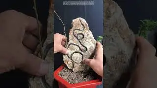 Guiding Nature's Growth: Crafting Artistic Bonsai with Stone Channels