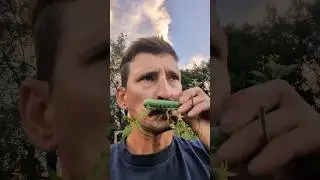 Saving Hornworms #pollinators #hornworm