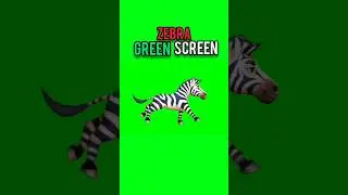 zebra green screen