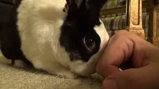 Spoiled rabbit demands petting!