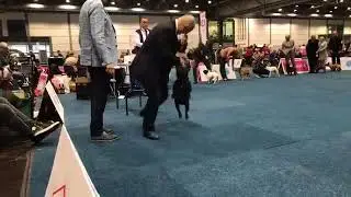 WDS 2017