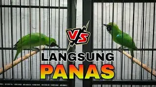 LANGSUNG PANAS || CUCAK IJO TARUNG UNTUK PEMANASAN