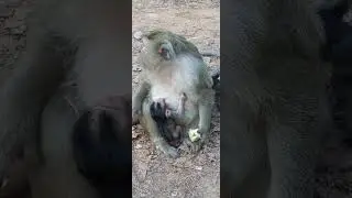 Adorable baby monkey got nursing very well by kind mom.