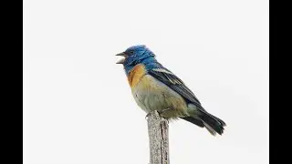 My top 5 birds of 2024, overseas and in the UK
