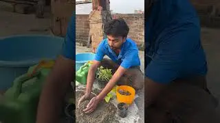 nursery plant transplanting 🌹#trending #viral #gardening #genz #farming