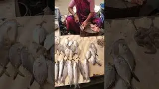 machhi market #machhi #bajarbhav