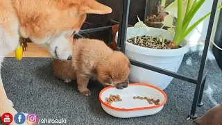 Mom wants to introduce her potats too early with munchies