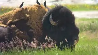 Wildlife at Its Best: Fall in Jackson Hole