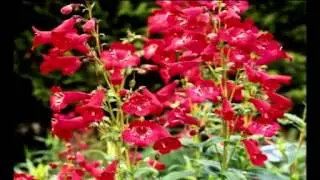 Perennial Penstemon Collection