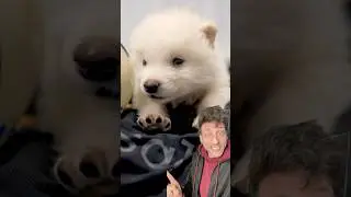 Лютоволк ВЕРНУЛСЯ ИЗ ВЫМИРАНИЯ