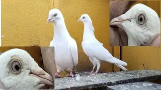 Original chatri wala Breeder pair 03005417129