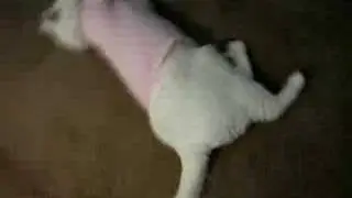 nuggles loves her shirt
