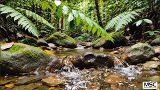 Soothing Forest Sounds: Beautiful Birdsong and a Tranquil River for Sleep and Relaxation