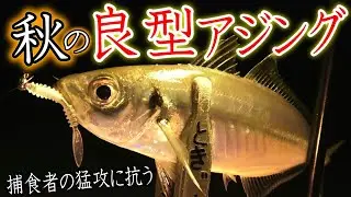 【アジング】秋の良型アジを狙う