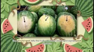 Picking a Ripe Watermelon
