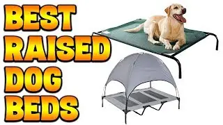 Best Raised Dog Beds 2020