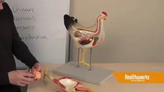 Animal Science - Chicken Model