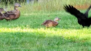Angry Baby Duckling Attacks Crow