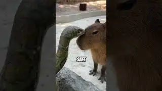 Capybaras The World&rsquo;s Friendliest Animal #shorts