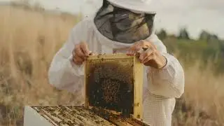 The Sequence of Honey Proccessing, from Hive to Jar #relaxingvideo #chill #grounding