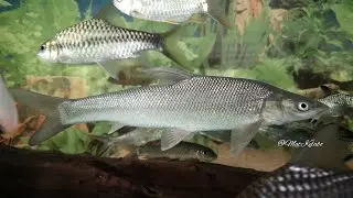 Luciobarbus brachycephalus @ Aral Barbel (China)