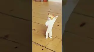 funny Cate Dance 🤣😂🤣😂