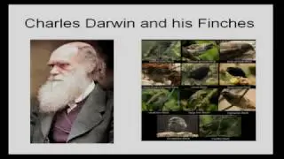 Brain and Behavior: Evolution and Use of Animal Models and In Class Exam Review