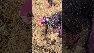 #blackgram #chana #harvest #harvesting #rajasthan #india #hardwork #farming #farmer #home #like