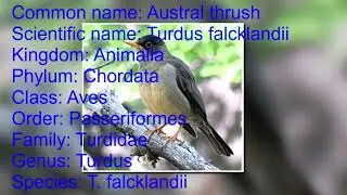 scientific name of Austral thrush. scientific classification: Austral thrush.