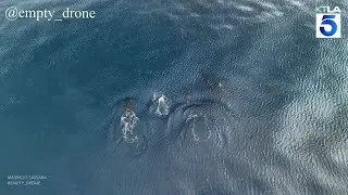 Beautiful drone footage shows killer whales off SoCal coast