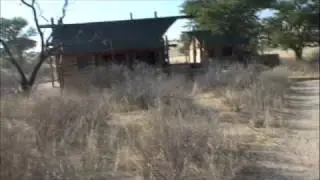 LIONS IN CAMP!!!