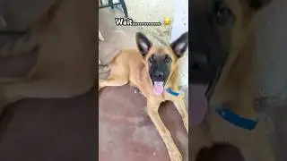Morning Dog Vibes: Linga Guli Guli! 🐶🎶 #doglover #dogs #doglife #dogvideos #pets #puppy #shorts