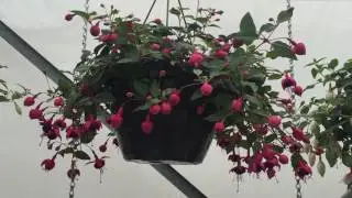 Hang Dollar Princess - Fuchsia