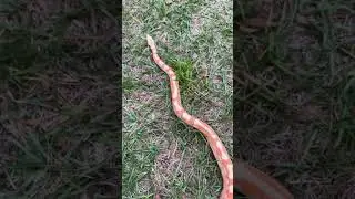Sherbet is growing into her colors very nicely!!! #snake #boa #boaconstrictor #albino #snakes