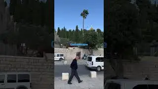 Ghethsemane Jerusalem #shorts #youtubeshorts #viralvideo