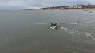 drone footage - seal off of staten island and swinburne and hoffman islands