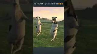 It&rsquo;s the first of the month #funny #meme #cow #cowdance #firstofthemonth #october