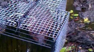 Live Beaver trapping with kirk  Dekalb advancedtrap.com Dam set
