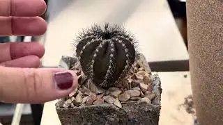Uebelmannia pectinifera 🌵💚