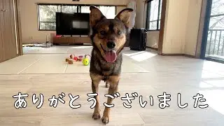 保護犬のケンタが我が家を卒業しました